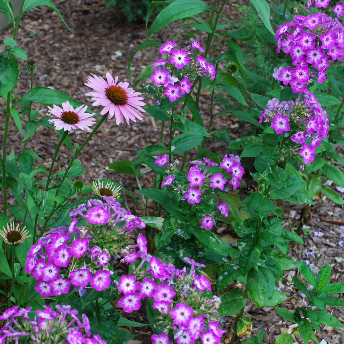 Phlox paniculé Uspech - Phlox paniculata Uspech - Bakker