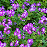 Phlox paniculé Uspech - Bakker