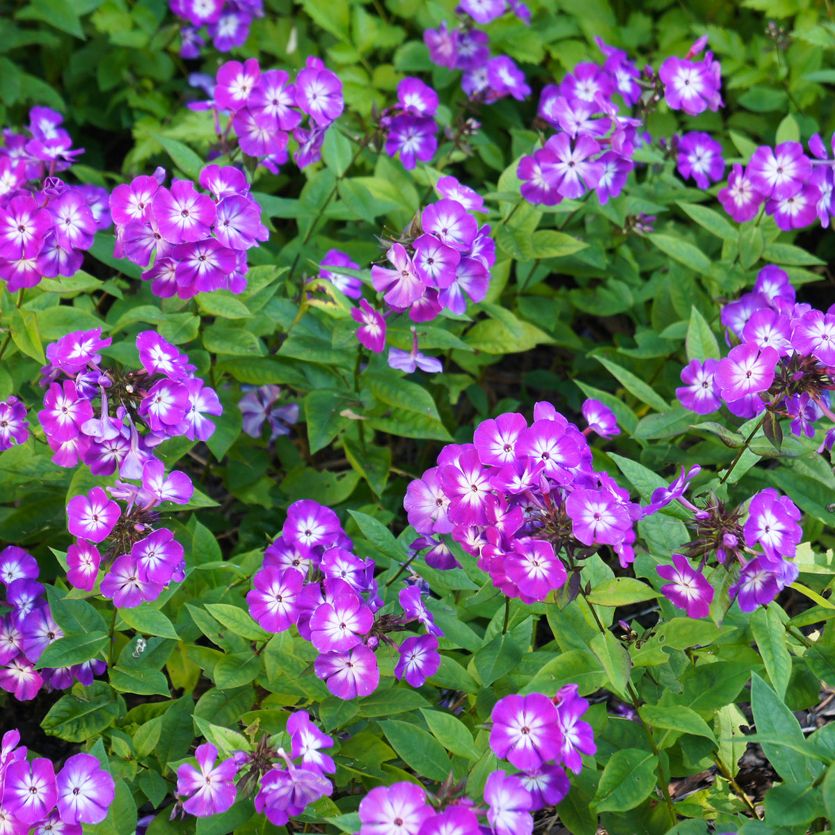 Phlox paniculé Uspech - Bakker