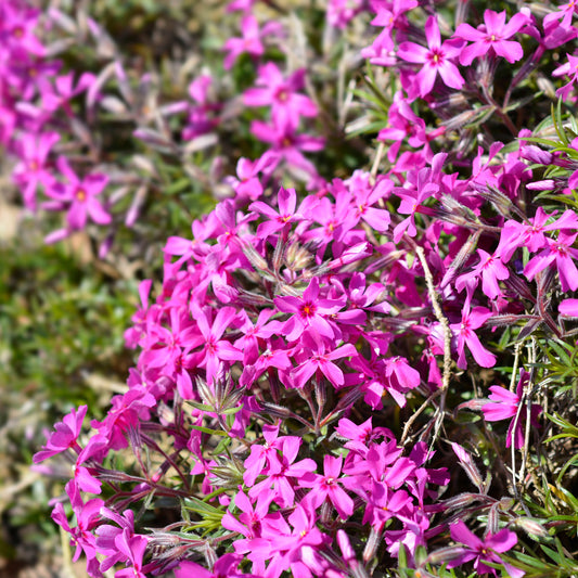 3 Phlox mousse Atropurpurea