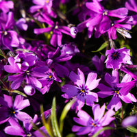 Phlox mousse Atropurpurea - Phlox subulata Atropurpurea - Bakker