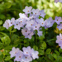 3 Phlox rampant Blue Ridge - Bakker