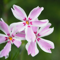 3 Phlox mousse Candy Stripes - Bakker