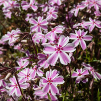 Phlox - 3 Phlox mousse Candy Stripes - Phlox subulata Candy Stripes