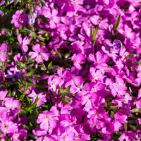 Vivaces fleuries - 4 vivaces couvre-sol pour rocaille - Sedum acre, Phlox subulata McDaniel's Cushion