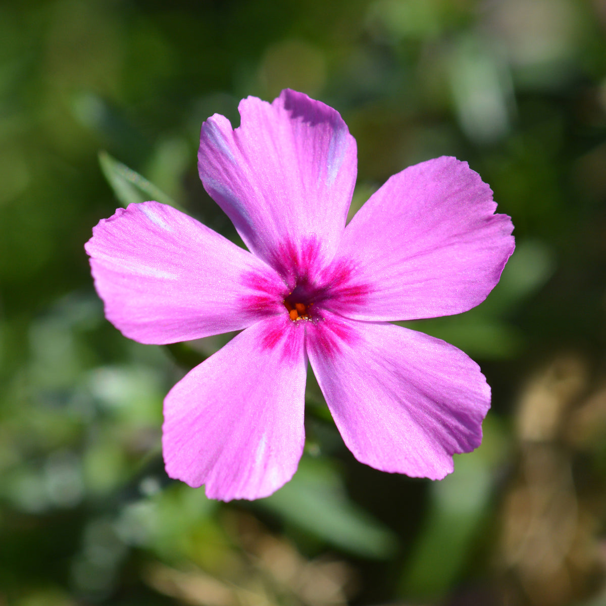Phlox mousse McDaniel's Cushion - Phlox subulata Mcdaniels Cushion - Bakker