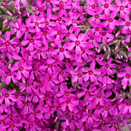 3 Phlox mousse Scarlet Flame