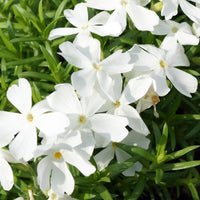 3 Phlox mousse White Delight - Phlox subulata White Delight - Bakker