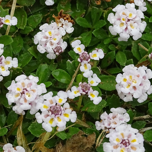 Verveine nodiflore Phyla rampant - Bakker