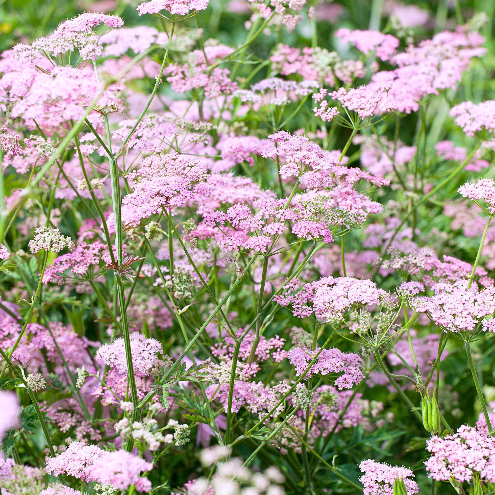 Grand boucage à fleurs roses facile | Bakker – Bakker.com