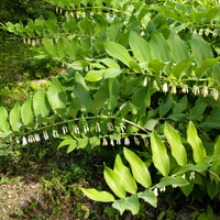 Sceau de Salomon - Polygonatum multiflorum - Bakker