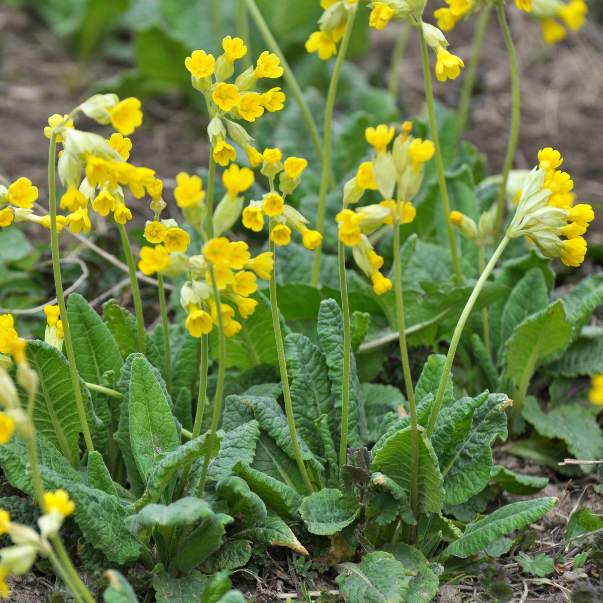 Primevère officinale Coucou - Plantes vivaces - Bakker