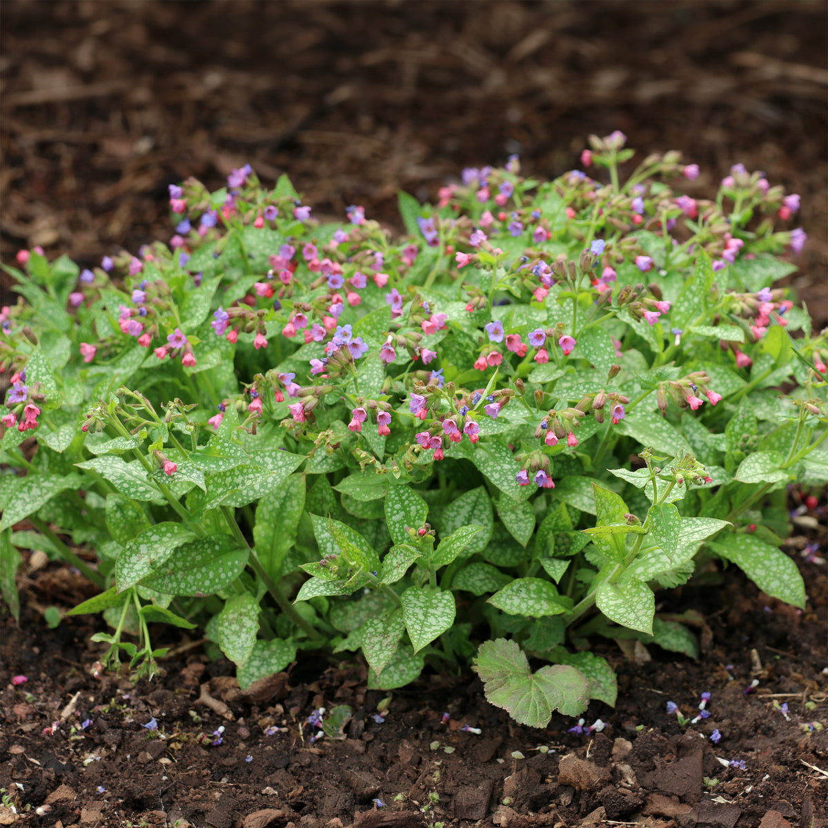 Pulmonaria officinalis - Pulmonaire officinale - Plantes vivaces