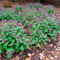 Pulmonaire officinale - Bakker