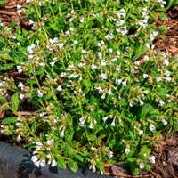 Pulmonaire officinale Sissinghurst White - Bakker