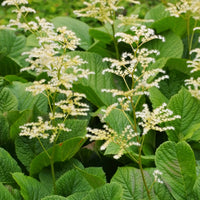 Rodgersia à feuilles de marronnier - Bakker