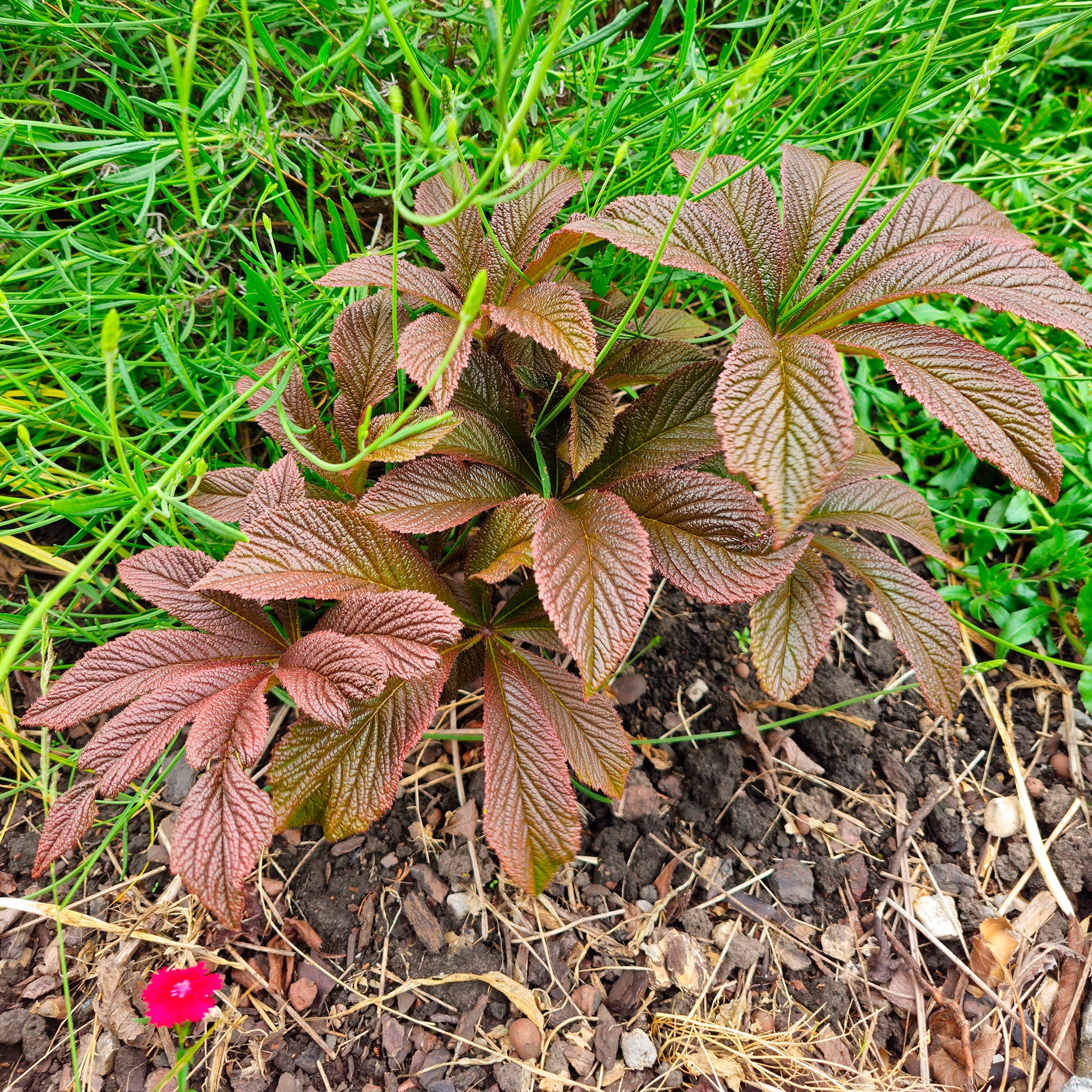 Rodgersia Bronze Peacock - Bakker