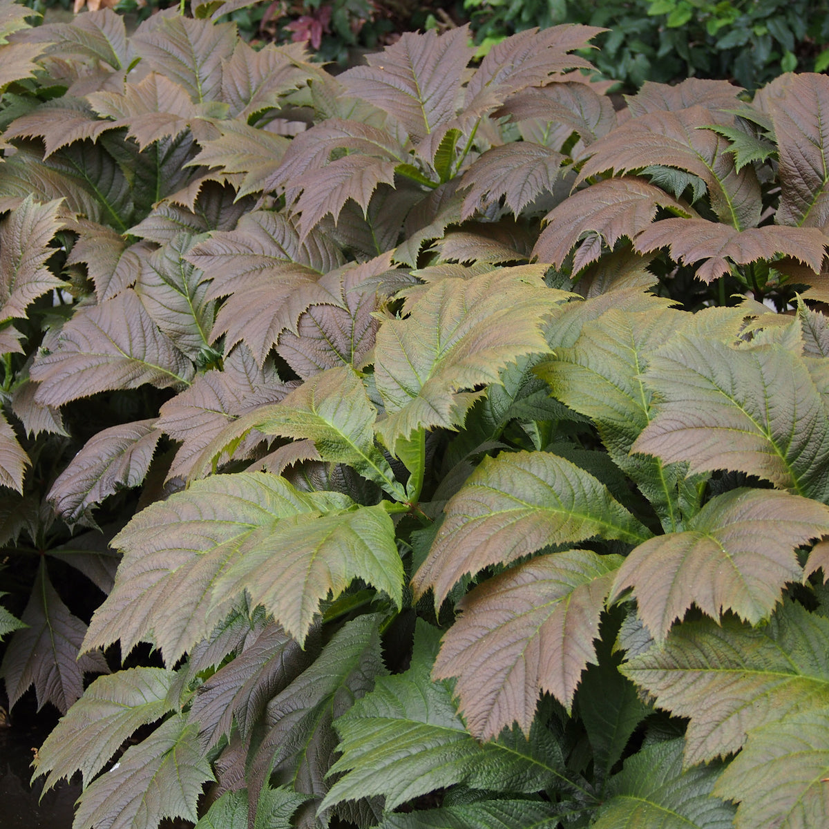 Vente Rodgersia à feuilles larges
