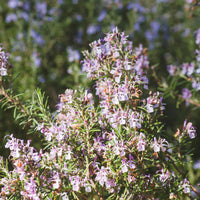 Rosmarinus officinalis majorca pink - Romarin officinal Majorca Pink - Plantes de terrasses et balcons