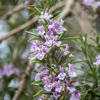 Romarin officinal Majorca Pink - Bakker