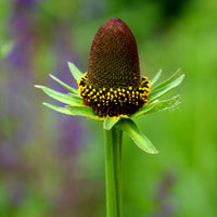 3 Rudbeckia occidentale Green Wizard - Rudbeckia occidentalis Green Wizard - Bakker