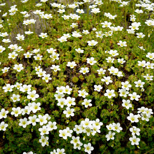 Sagine subulée - Bakker