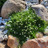 Plantes couvre-sol - Sagine subulée - Sagina subulata