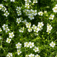 Sagina subulata - Sagine subulée - Plantes couvre-sol