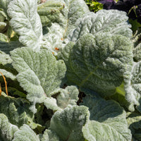 Vente Sauge argentée - Salvia argentea