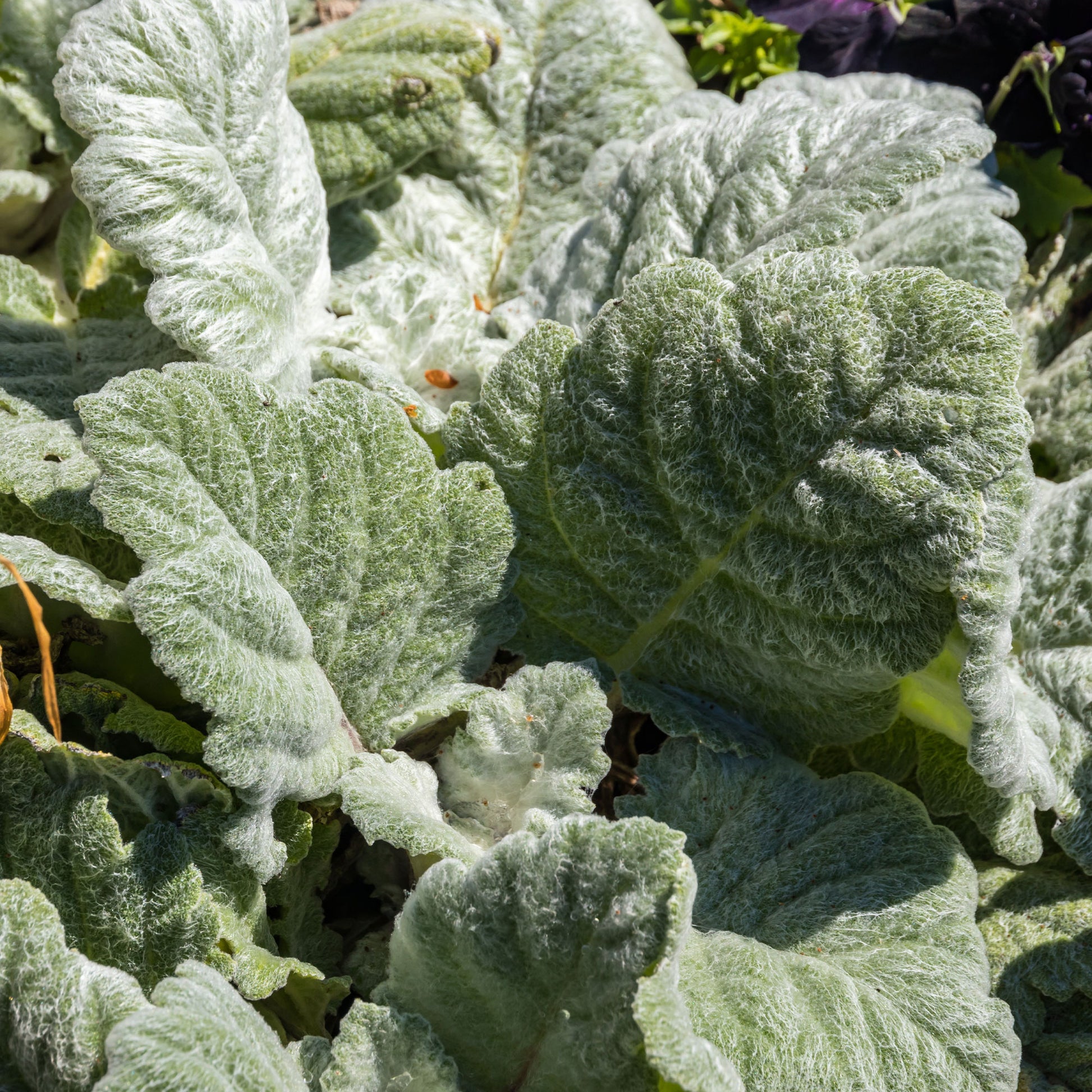 Vente Sauge argentée - Salvia argentea