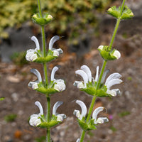 Sauges - Sauge argentée - Salvia argentea