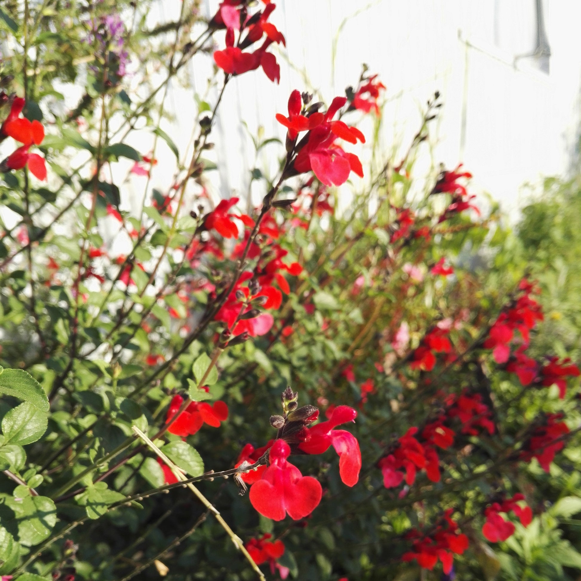 Sauge arbustive Royal Bumble - Salvia royal bumble - Bakker