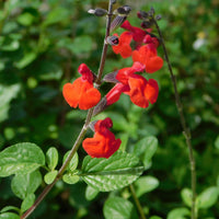 Sauge arbustive Royal Bumble - Bakker