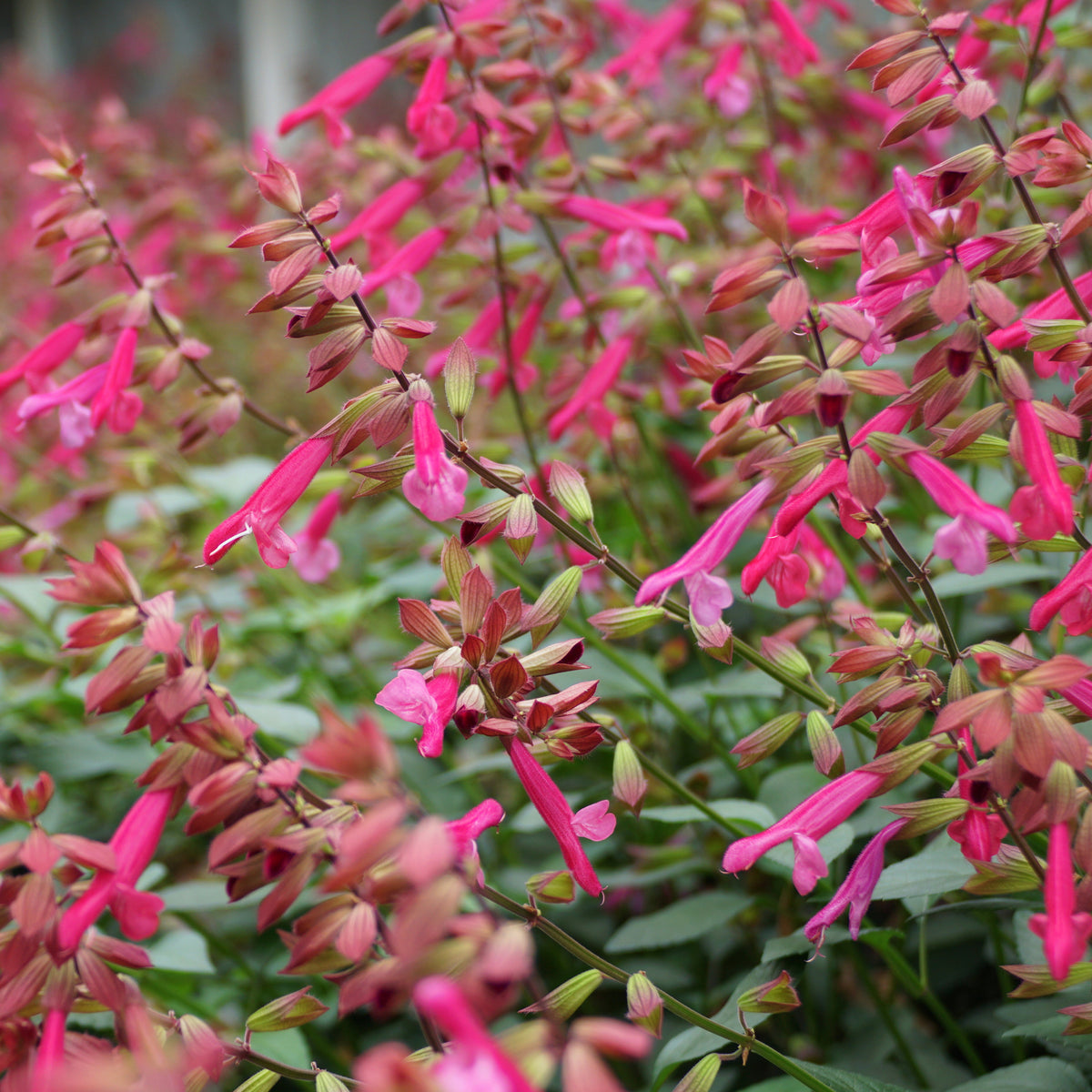Sauges - Sauge Wendys Wish - Salvia Wendy's Wish