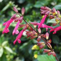 Salvia Wendy's Wish - Sauge Wendys Wish - Sauges