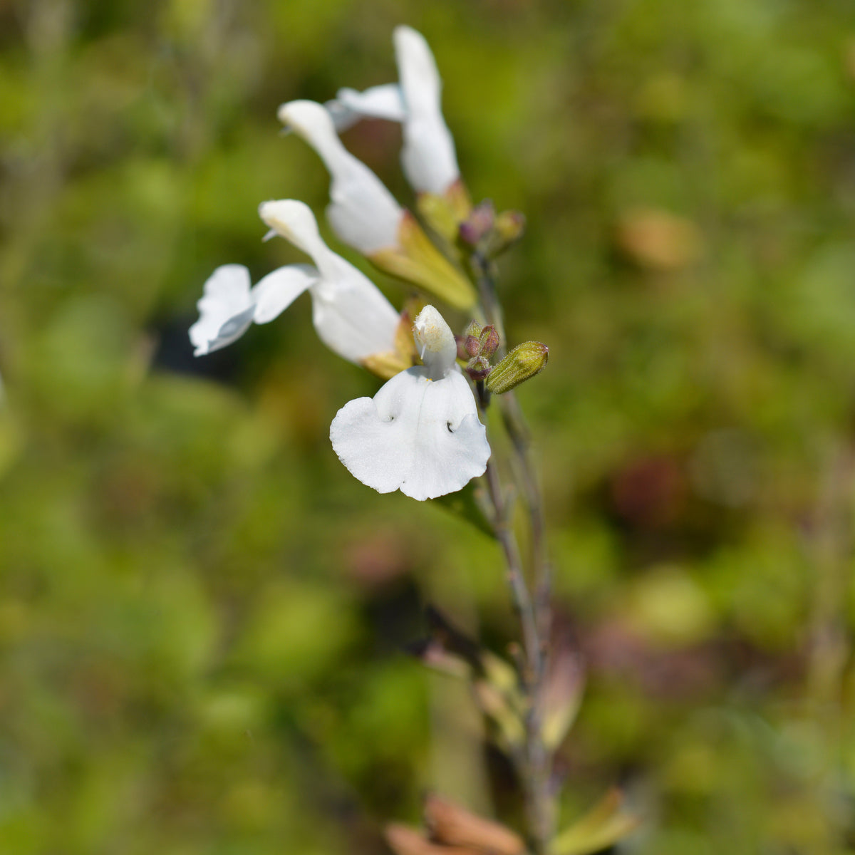 Sauge arbustive Gletsjer - Salvia microphylla Gletsjer - Bakker