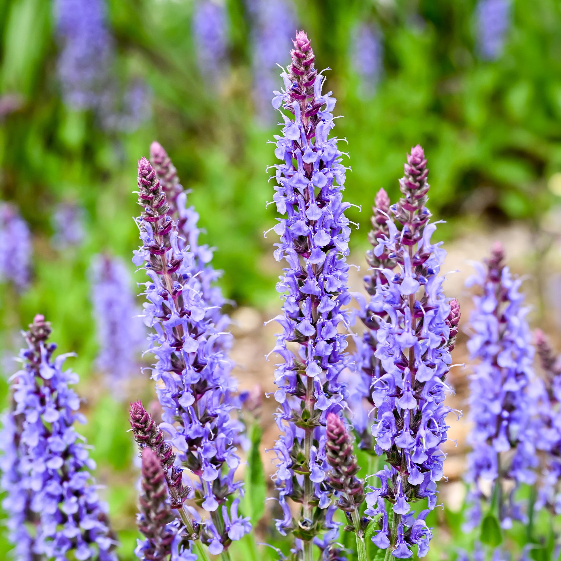 Sauge des bois Blauhügel - Bakker