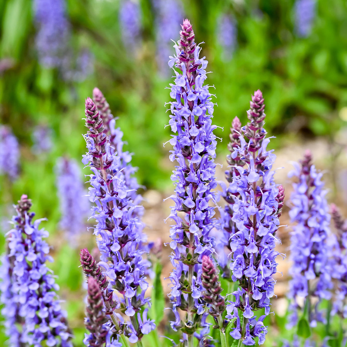 Sauge des bois Blauhügel - Bakker