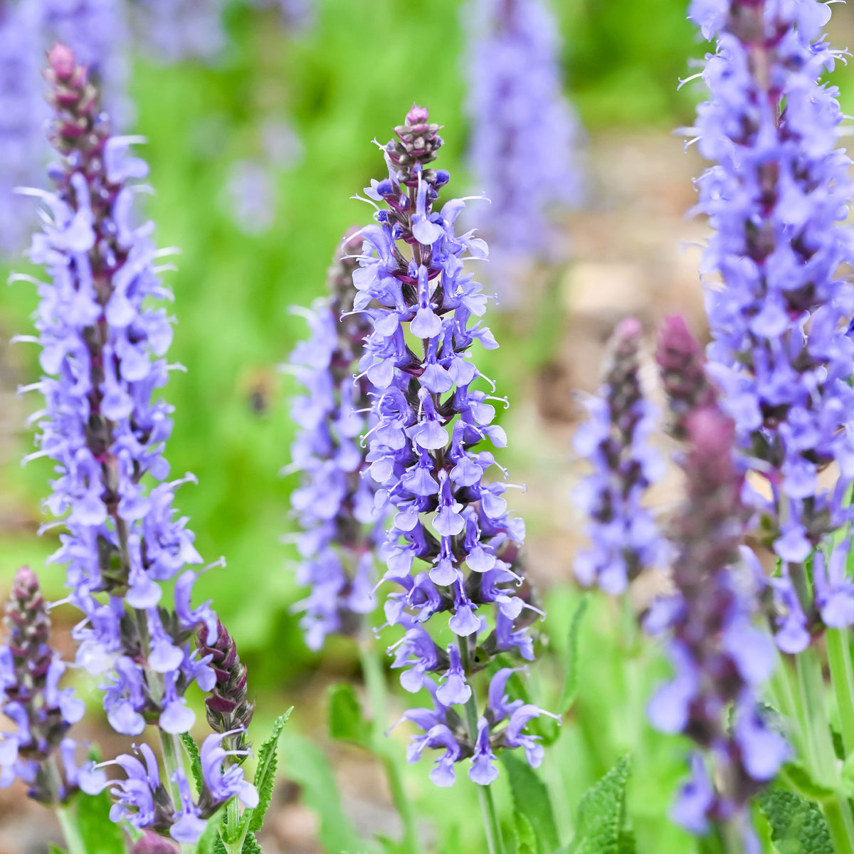 Sauge des bois Blauhügel - Salvia nemorosa blauhügel - Bakker