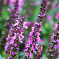 Sauges - Sauge des bois Rose Queen - Salvia nemorosa rose queen (rosakönigin)