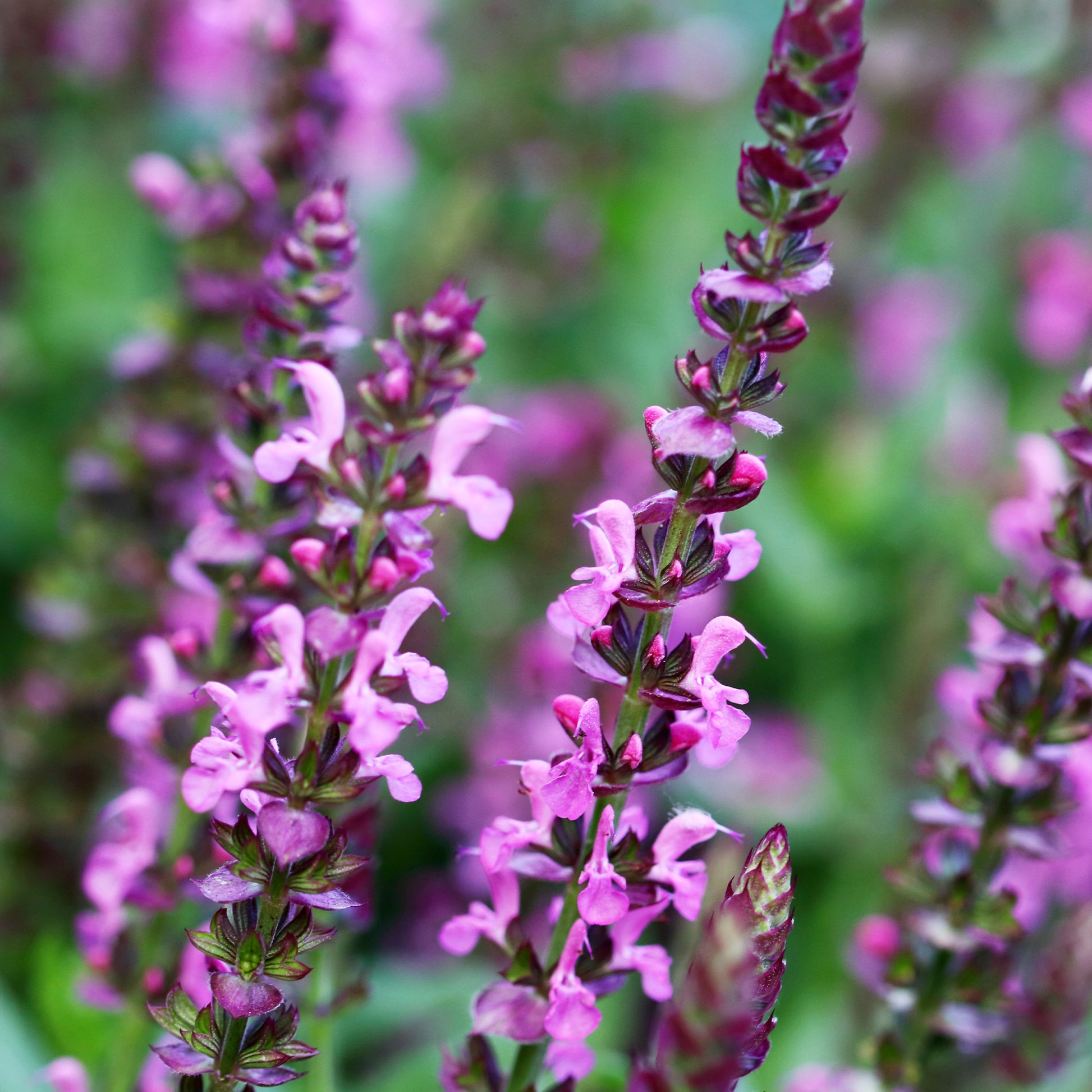 Sauges - Sauge des bois Rose Queen - Salvia nemorosa rose queen (rosakönigin)