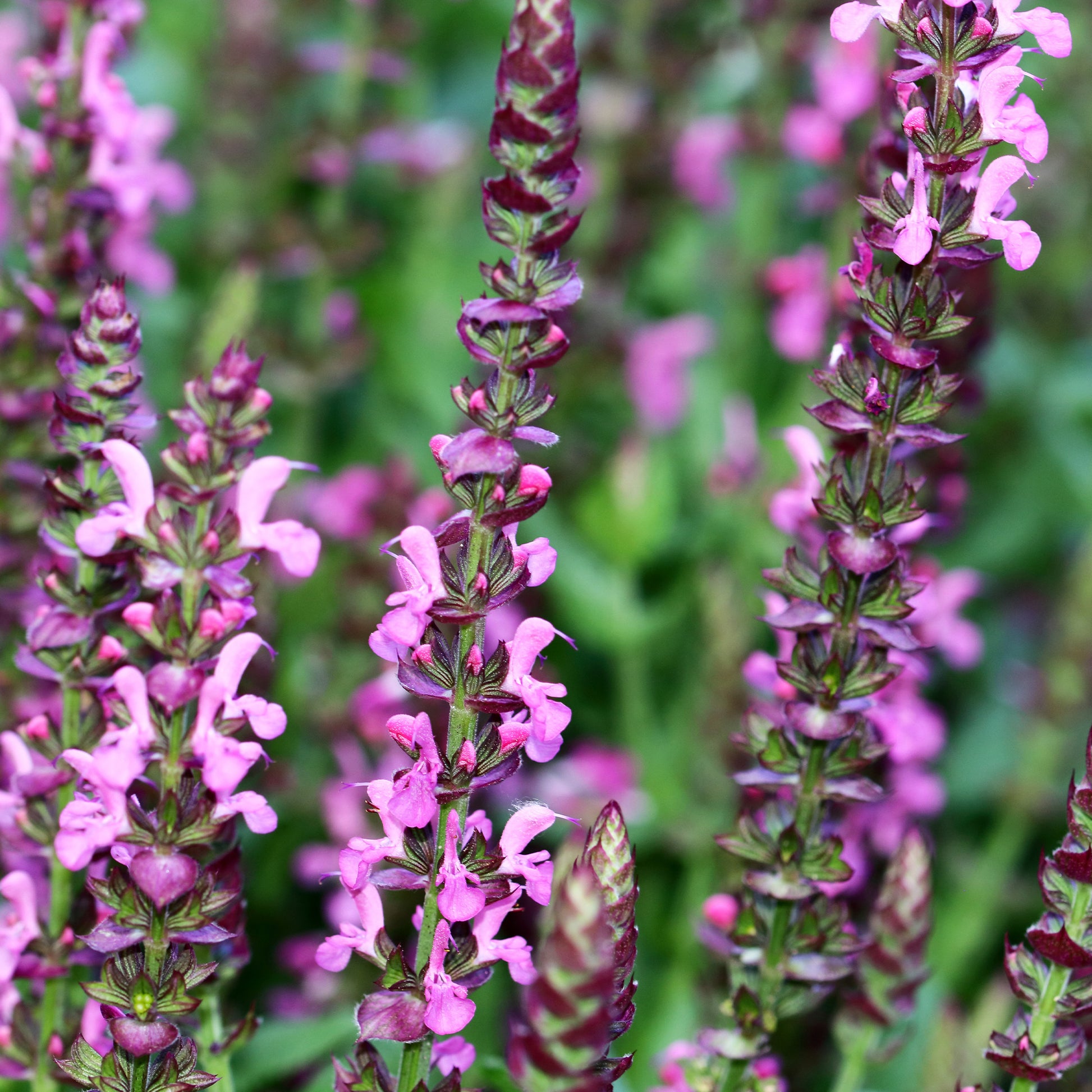 Sauge des bois Rose Queen - Salvia nemorosa rose queen (rosakönigin) - Bakker