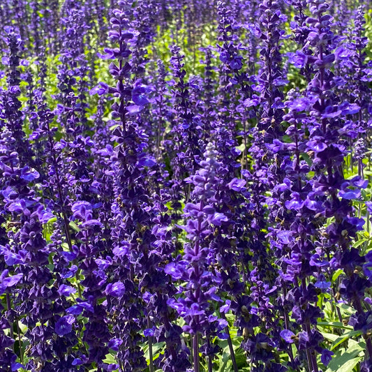 Sauge des bois Viola Klose - Bakker