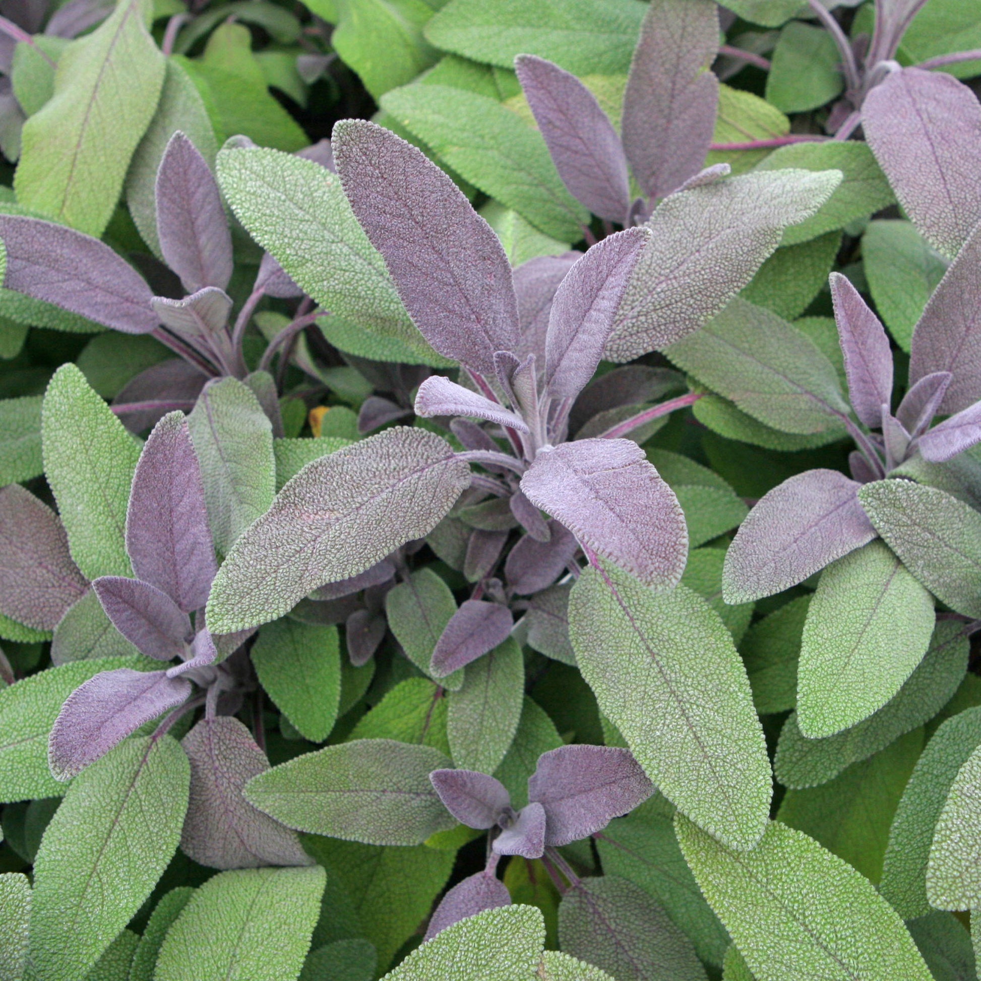 Sauge officinale Purpurascens - Bakker
