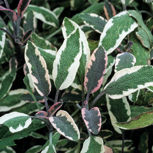 Sauge officinale Tricolor - Bakker