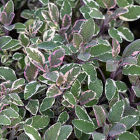 Sauge officinale Tricolor - Bakker