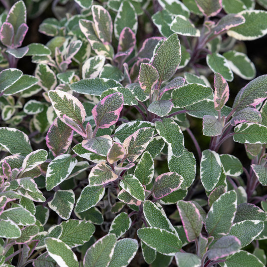 Sauge officinale Tricolor - Bakker