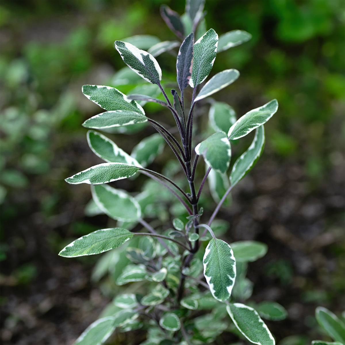 Sauge officinale Tricolor