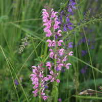 Sauge des prés Rose Rhapsody - Salvia pratensis Rose Rhapsody (ballet series) - Bakker