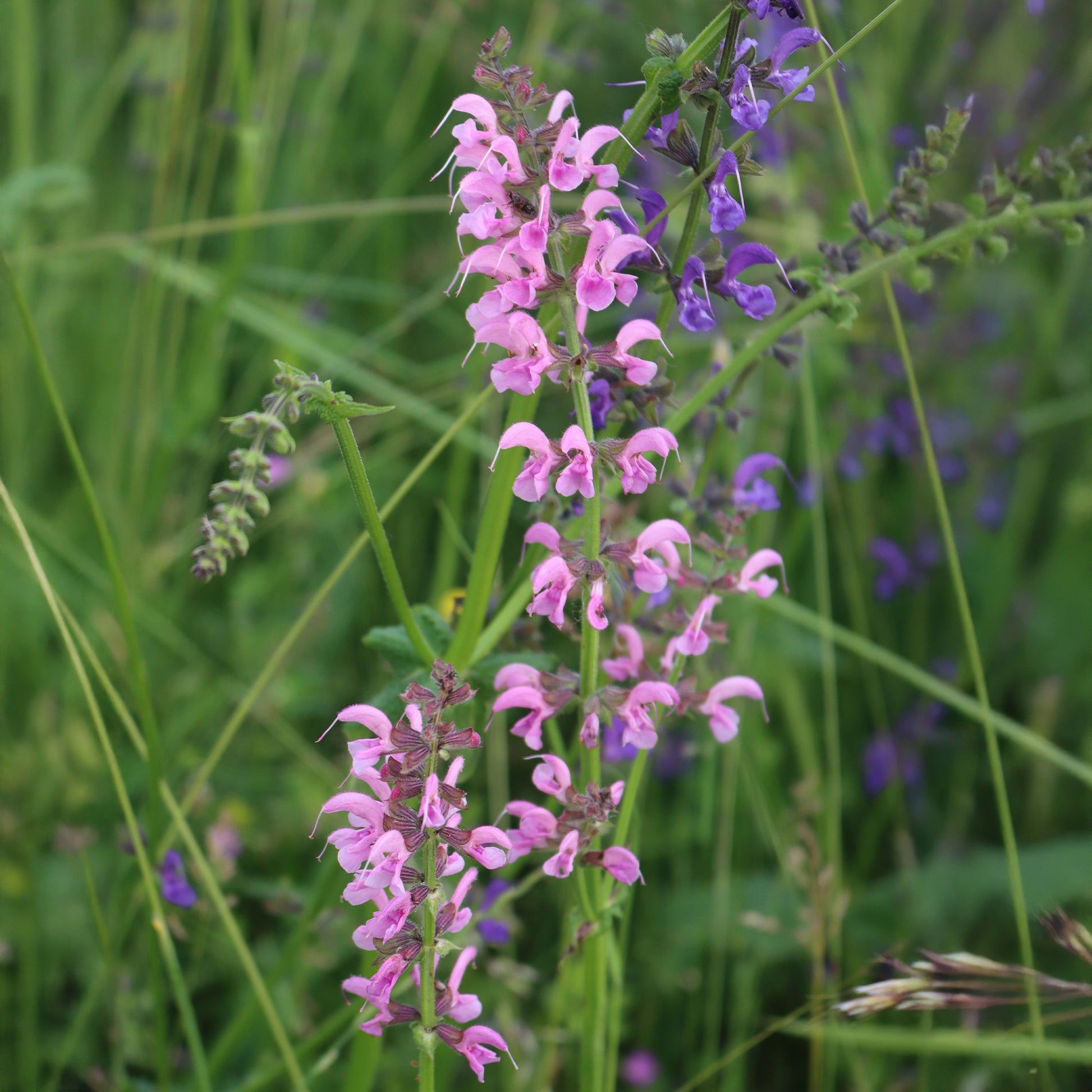 Sauge des prés Rose Rhapsody - Salvia pratensis Rose Rhapsody (ballet series) - Bakker